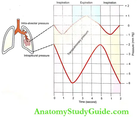 Mechanics Of Respiration Change In Respiratory