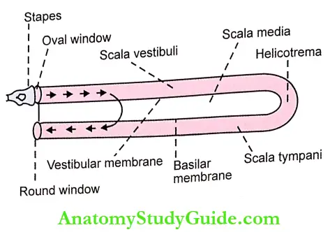 Mechanism Of Hearing Cochlea. The Arrow Show Displacement Of Fluid