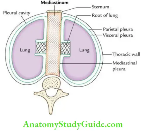 Mediastinum And Pleura Boundaries Of The Mediastinum