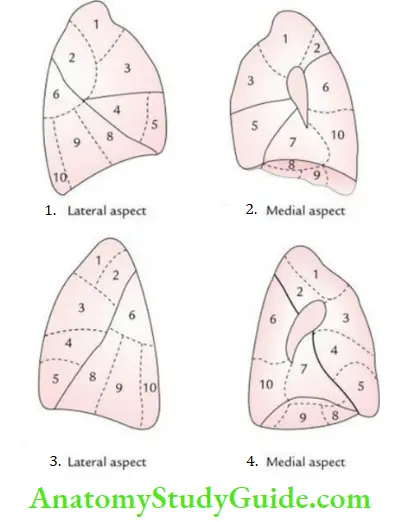 Mediastinum And Pleura Bronchopulmonary Segments Of The Right Lung And Left Lung