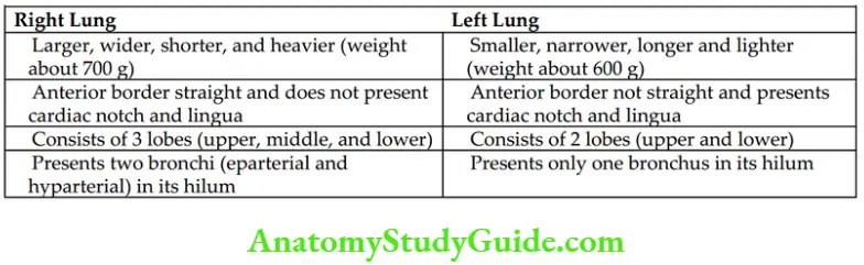Mediastinum And Pleura Difference Between The Right Lung And Left lung