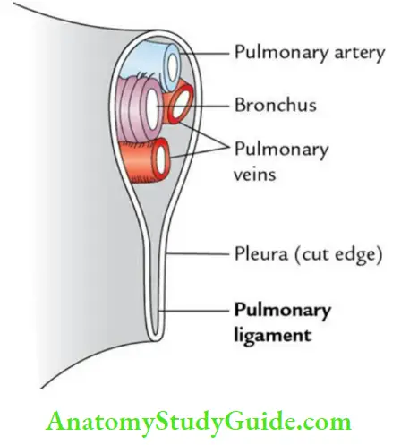 Mediastinum And Pleura Pulmonary Ligament