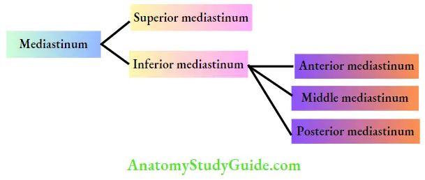 Mediastinum And Pleura Subdivisions Of The .