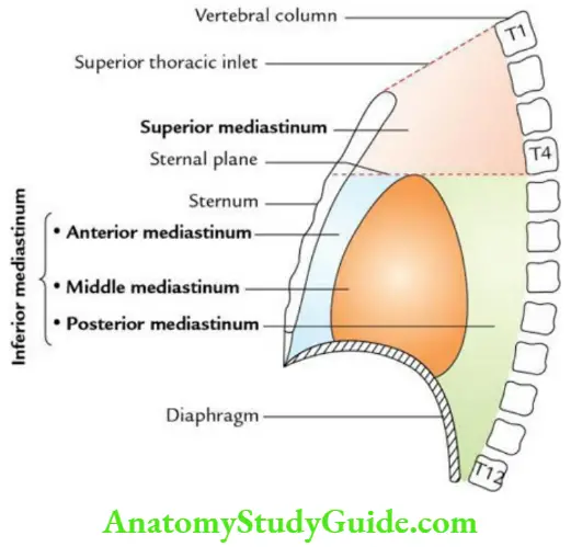 Mediastinum And Pleura Question And Answers - Anatomy Study Guide