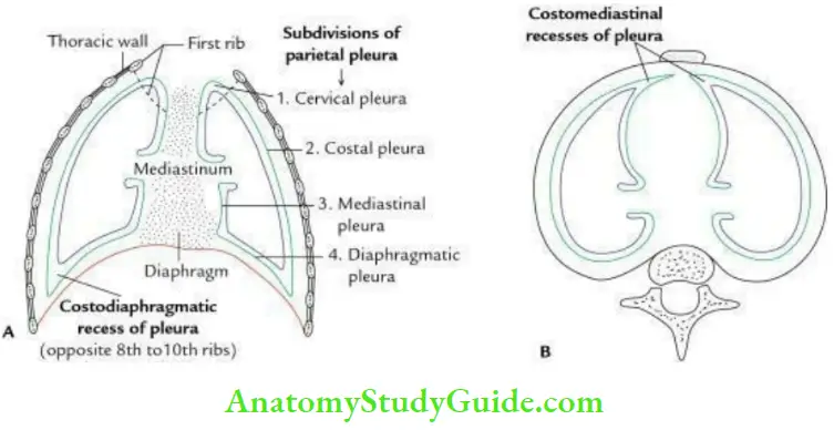 Mediastinum And Pleura Vertical Section And Transverse Section