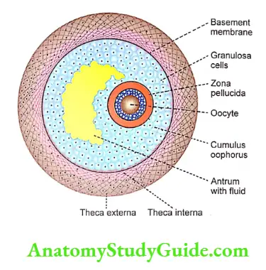 Menstrual cycle Graafian follicle