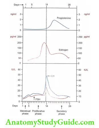 Menstrual cycle Hormonal level during menstrual cycle