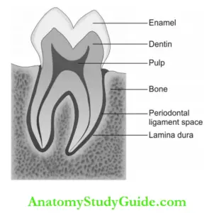 Periapical Radiographic Interpretation Of Dental Structures - Anatomy ...