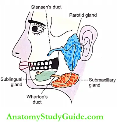 Mouth and Salivary Glands Major Salivary Glands