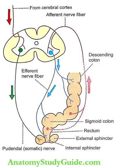 Movements Of Gastrointestinal Tract Defecation Reflex