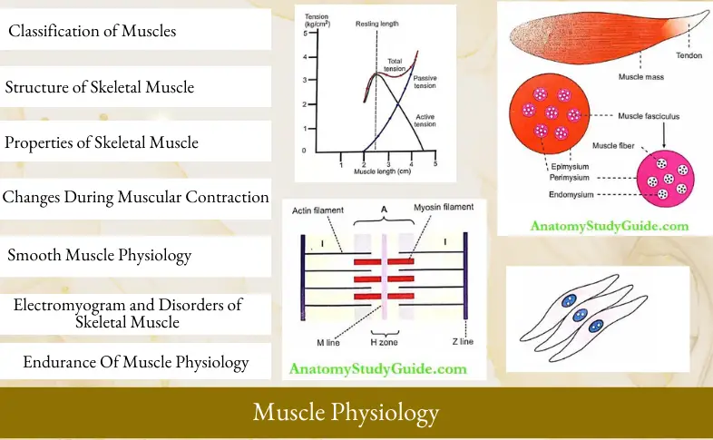 Muscle Physiology Notes