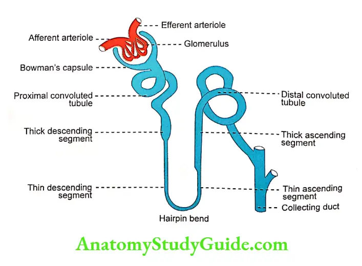 Nephron Notes Structure of nephron