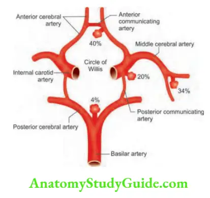 Neurology Blood supply to the brain and circle of Willis with common sites of saccular (berry) aneurysms.