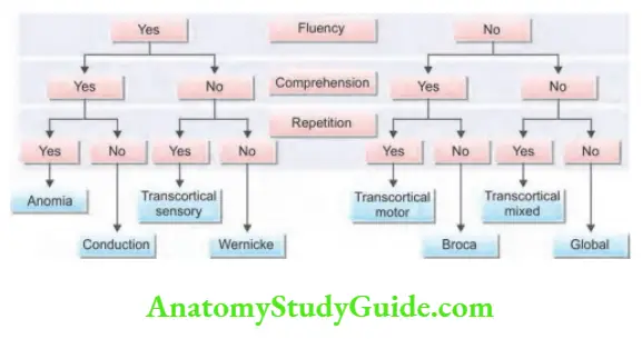 Neurology Classifiation of aphasia.