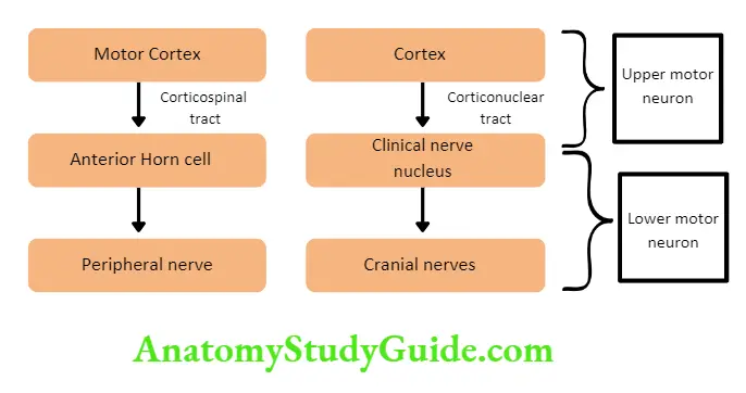 Neurology Classifiation of motor neuron.