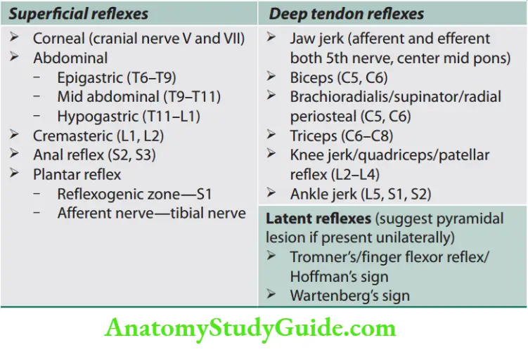 Neurology Commonly elicited superfiial reflxes and deep tendon