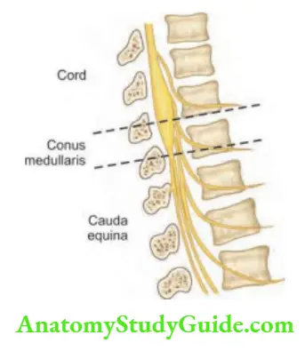 Neurology Cord segment—conus medullaris and cauda equina.