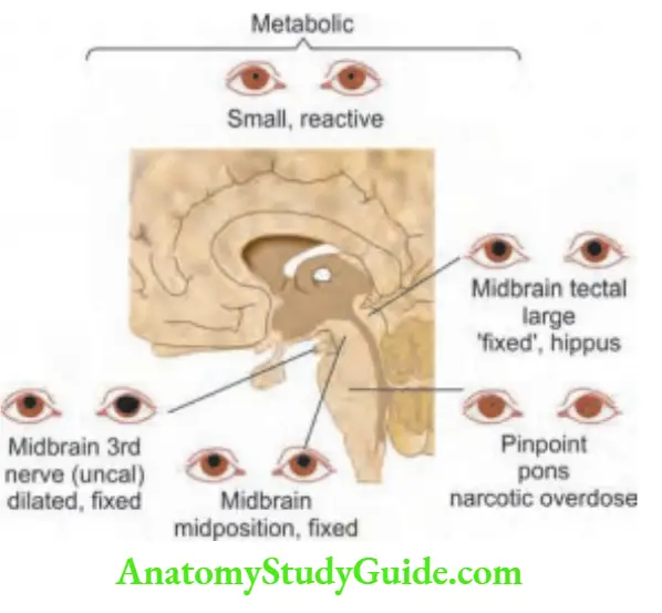 Neurology Eye movements and position