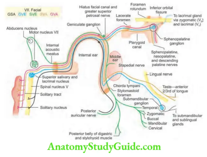 Neurology Facial nerve anatomy.