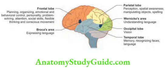 Neurology Functions of various lobes of cerebral hemispheres.