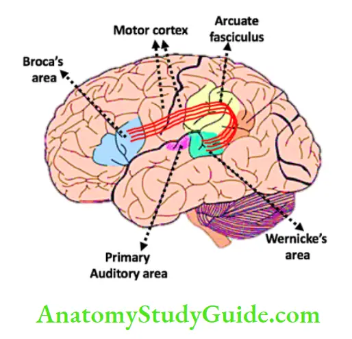 Neurology Language and the brain.