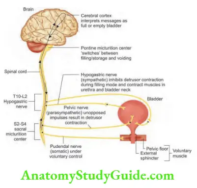 Neurology Nerve supply of urinary bladder.