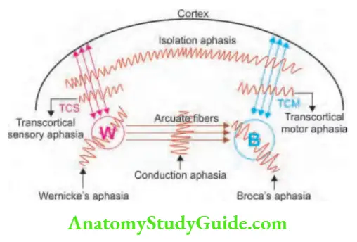 Neurology Schematic representation of aphasias and associated lesions.