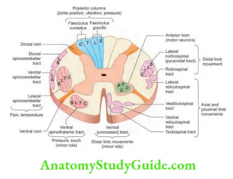 Neurology Spinal cord anatomy.