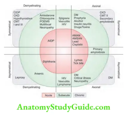 Neurology Types of polyneuropathy.