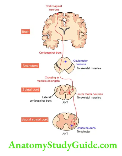 Neurology Upper and lower motor neurons—a two-neuron circuit.