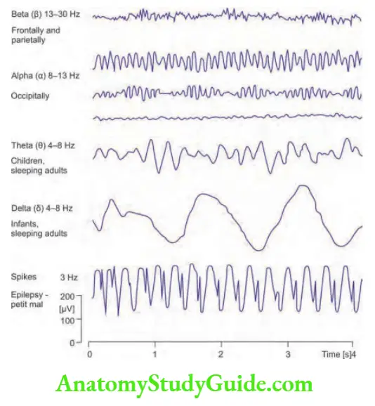 Neurology Waves seen in electroencephalography (EEG).
