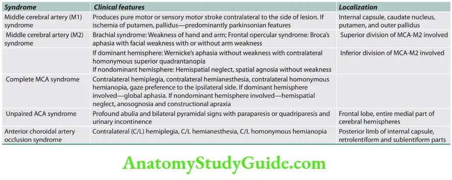 Neurology clinical features of stroke depending on localization (anterior circulation)