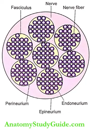 Neuron Notes Cross Section Of A Nerve