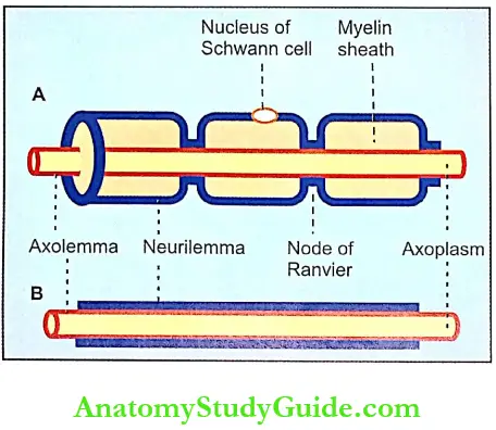 Neuron Notes Myelinated Nerve Fiber And Nonmyelinated Nerve Fiber