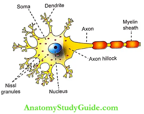 Neuron Structure And Classification Notes - Anatomy Study Guide