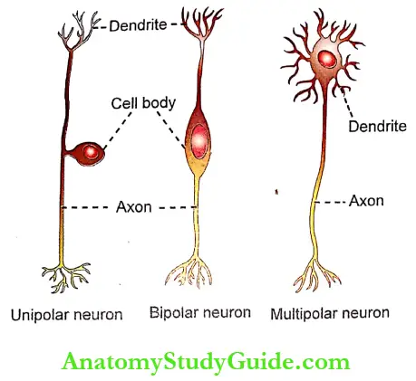 Neuron Notes Types Of Neuron