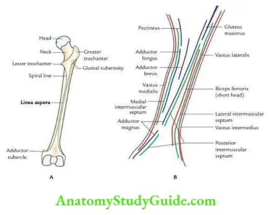 Osteology Question And Answers - Anatomy Study Guide