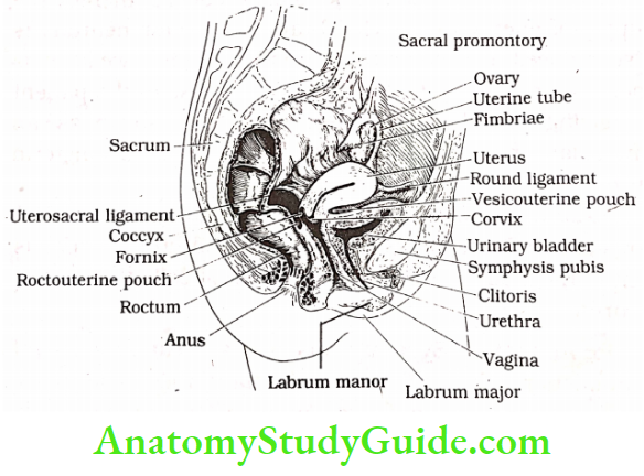 Our Body Reproductive Organs Of Female