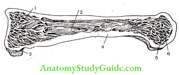 Our Body Structure Of A Bone