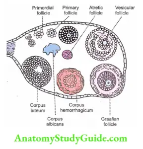 Ovary Physiology Notes - Anatomy Study Guide