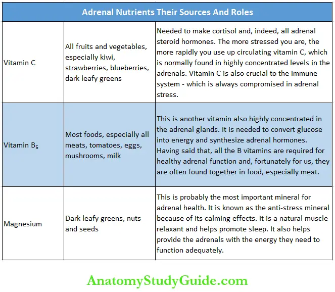 Overcoming Adrenal Fatigue - Anatomy Study Guide