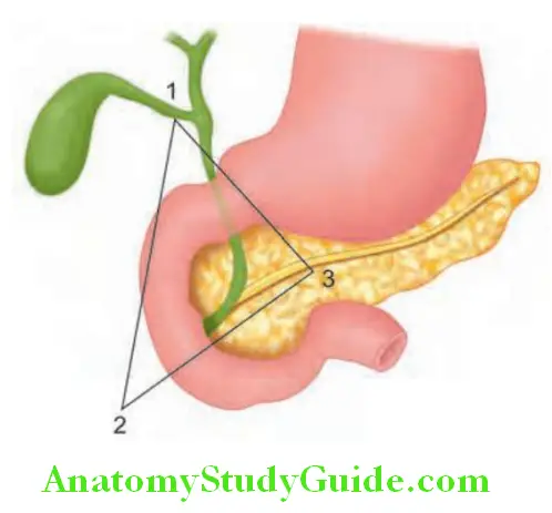 Pancreas Gastrinoma triangle