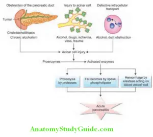 Acute Pancreatitis Question And Answers - Anatomy Study Guide