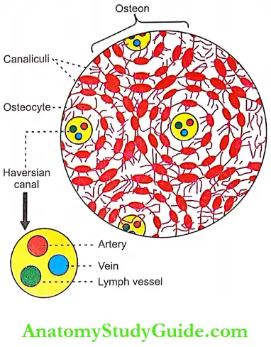 Parathyroid Glands And Physiology Of Bone Notes - Anatomy Study Guide