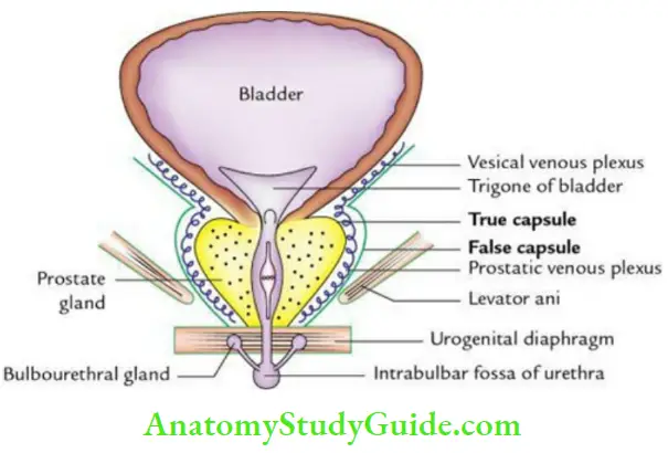 Pelvic Viscera Capsules Of Prostate Gland