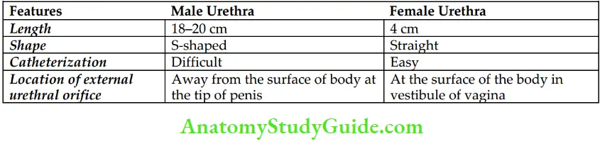 Pelvic Viscera Female Urethra