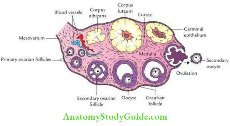 Pelvic Viscera Histological Features Of The Ovary
