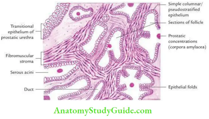 Pelvic Viscera Histological Features Of The Prostate