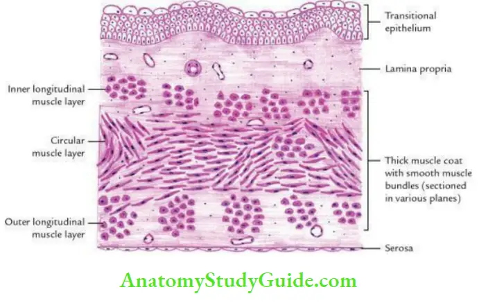 Pelvic Viscera Histological Features Of The Urinary Bladder