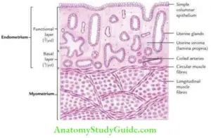 Pelvic Viscera Question And Answers - Anatomy Study Guide